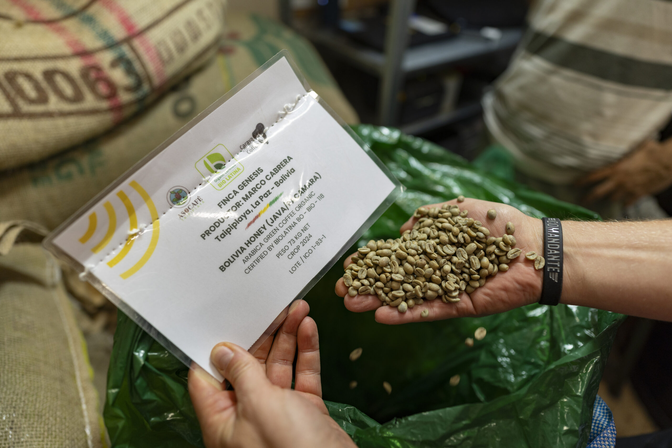 Hand hält grüne ungeröstete Kaffeebohnen neben einer Informationskarte